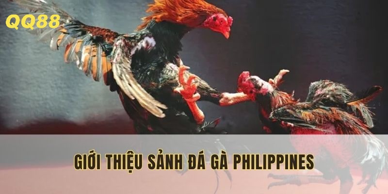 Đá gà Philippines kết nối nhiều nhà phát hành uy tín